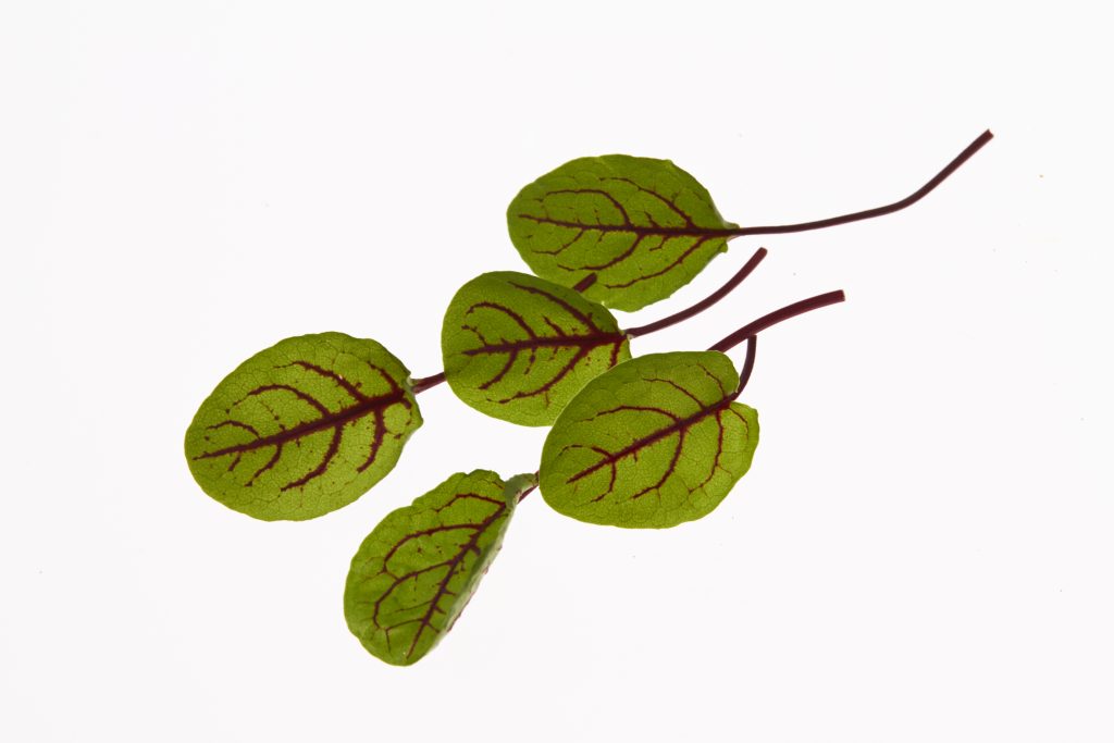 PRODUCT 有限会社 久保田農園 福岡県糸島市